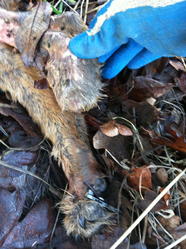 Photo of dead coyote missing foot